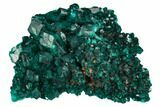 Gorgeous, Gemmy Dioptase Crystal Cluster - Congo #129543-1
